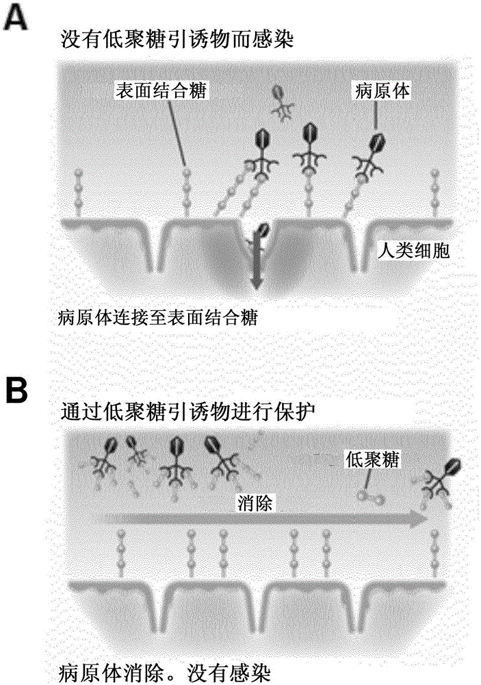 Synthetic or recombinant fucosylated oligosaccarides for use in the treatment of infections