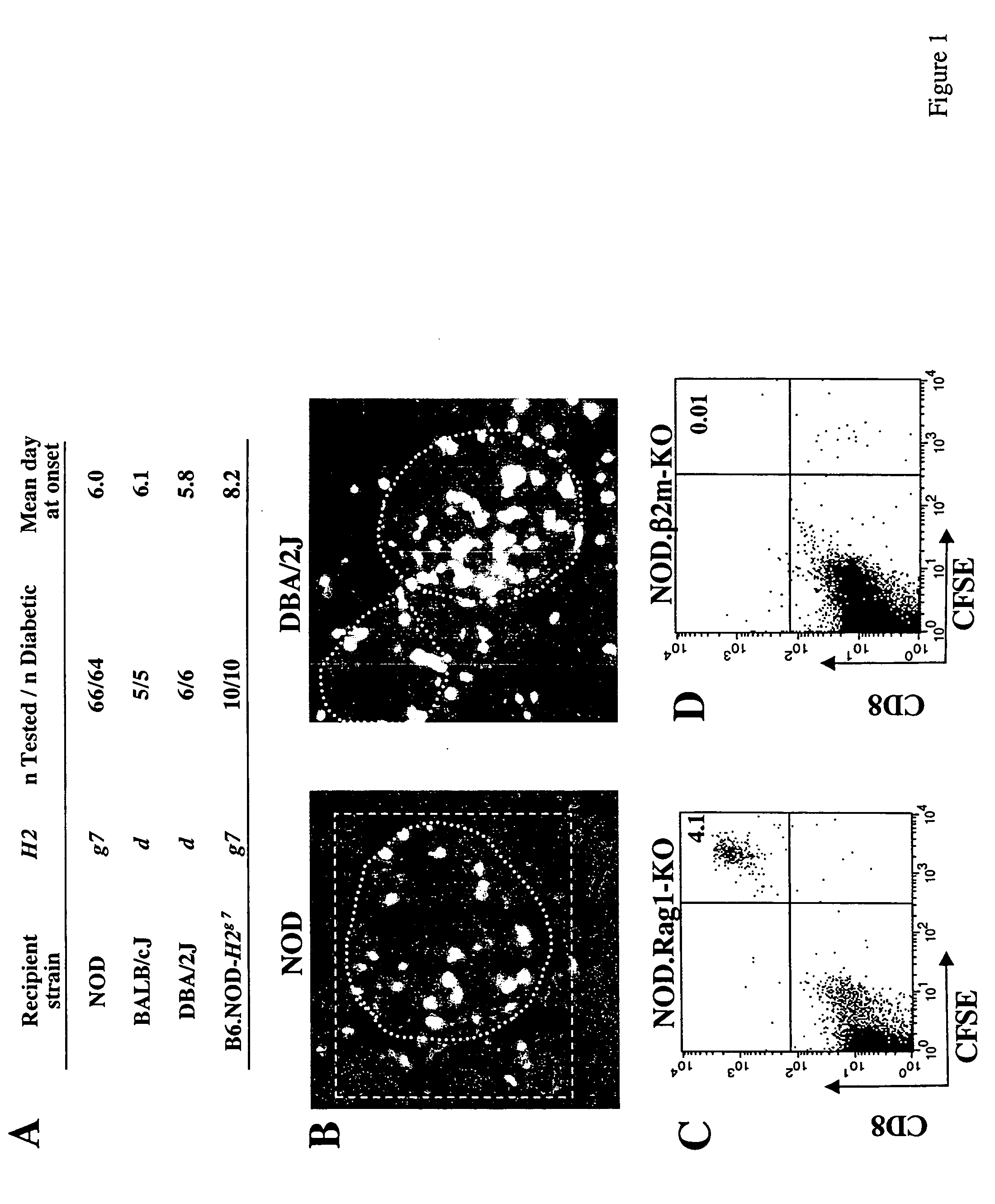 Methods of modulating homing of T cell by interruption of chemokine/chemokine receptor signaling