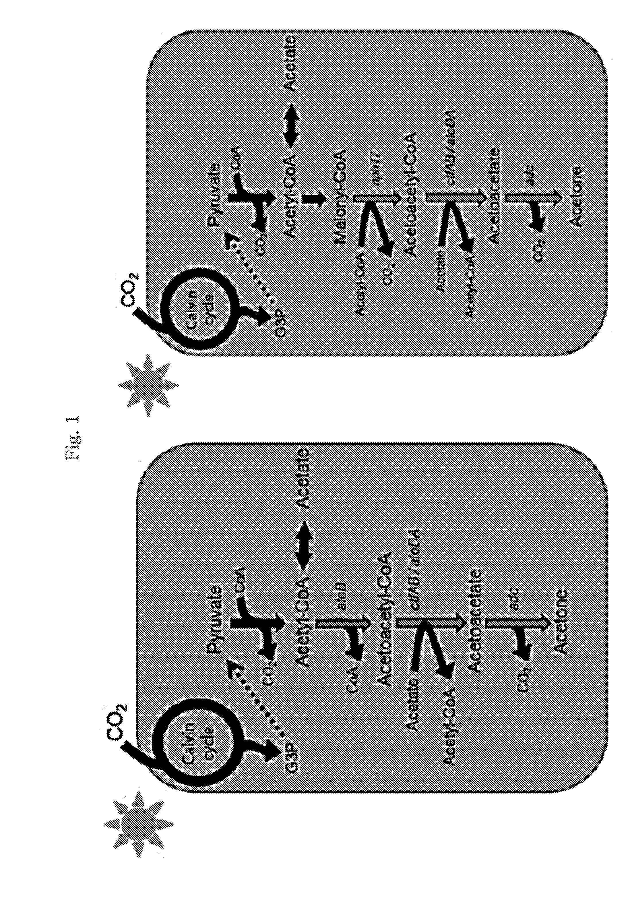 Transformed synechococcus elongatus having capability of producing acetone from carbon dioxide