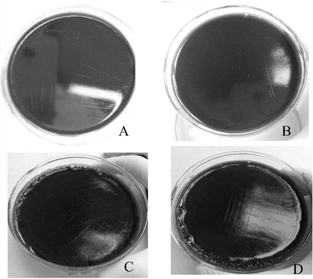 Application of chimonanthus plant anti-helicobacter pylori