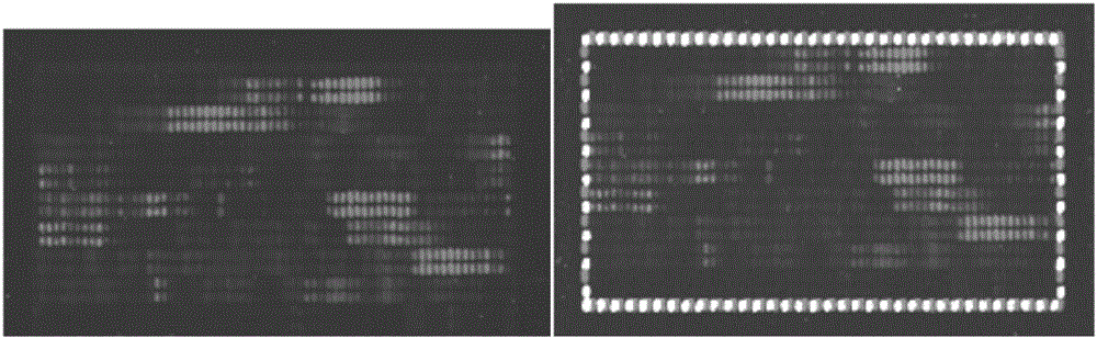 H5 subtype avian influenza virus HA protein B cell epitope polypeptide and application thereof