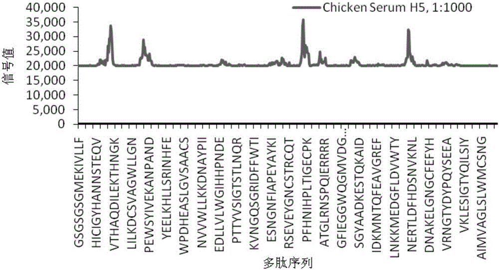 H5 subtype avian influenza virus HA protein B cell epitope polypeptide and application thereof