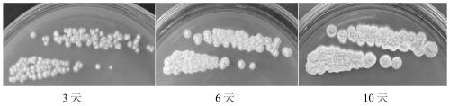 A Streptomyces polysaccharide-degrading bacterium and its cultivation method and application