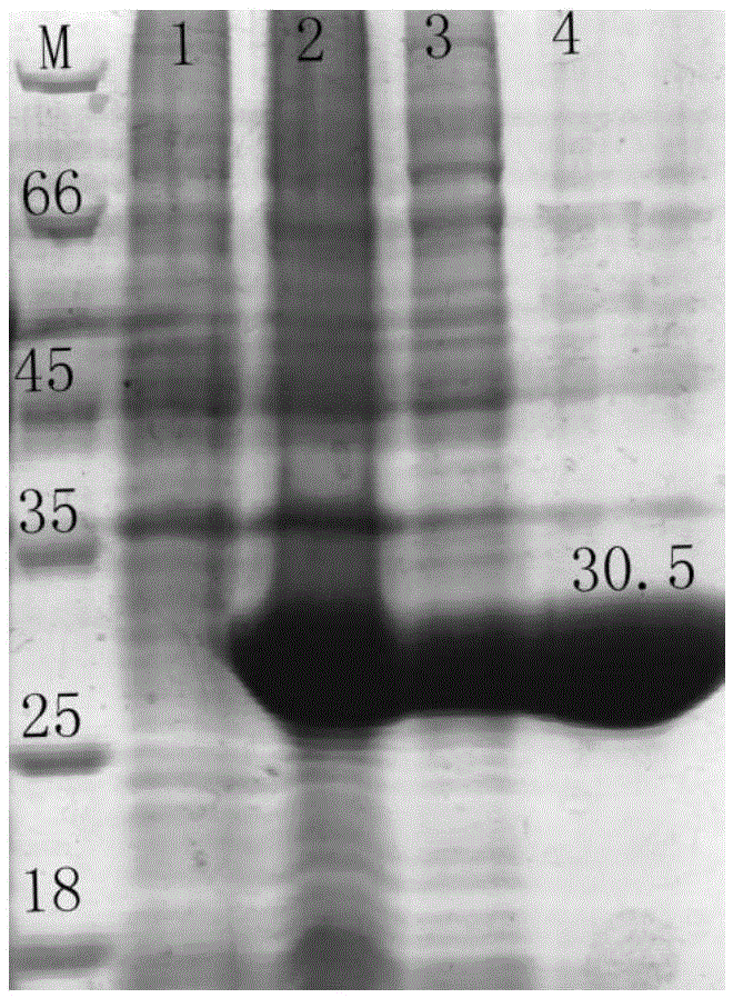 Esterase BSE01701 and encoding gene and application thereof