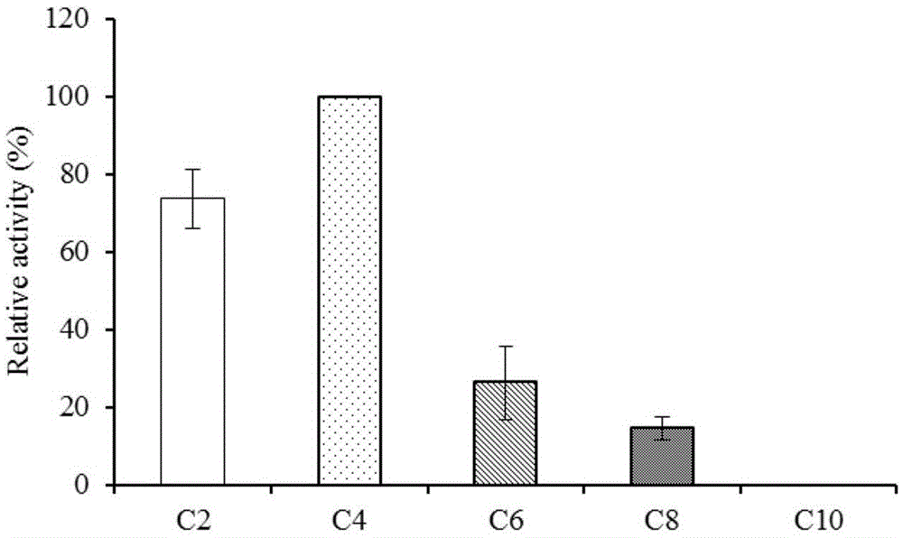 Esterase BSE01701 and encoding gene and application thereof