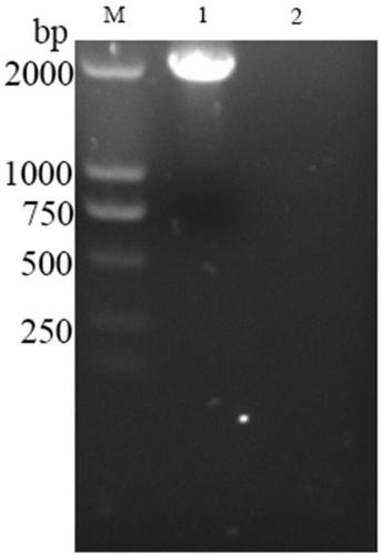 Construction and identification methods of infectious clones of porcine circovirus type 3