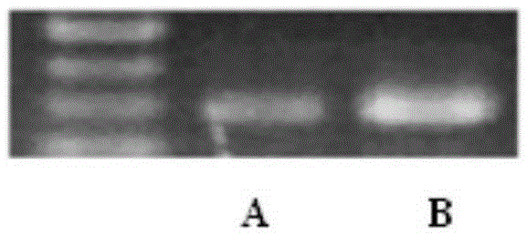 Lysis solution and method for extracting ancient biological bone DNA