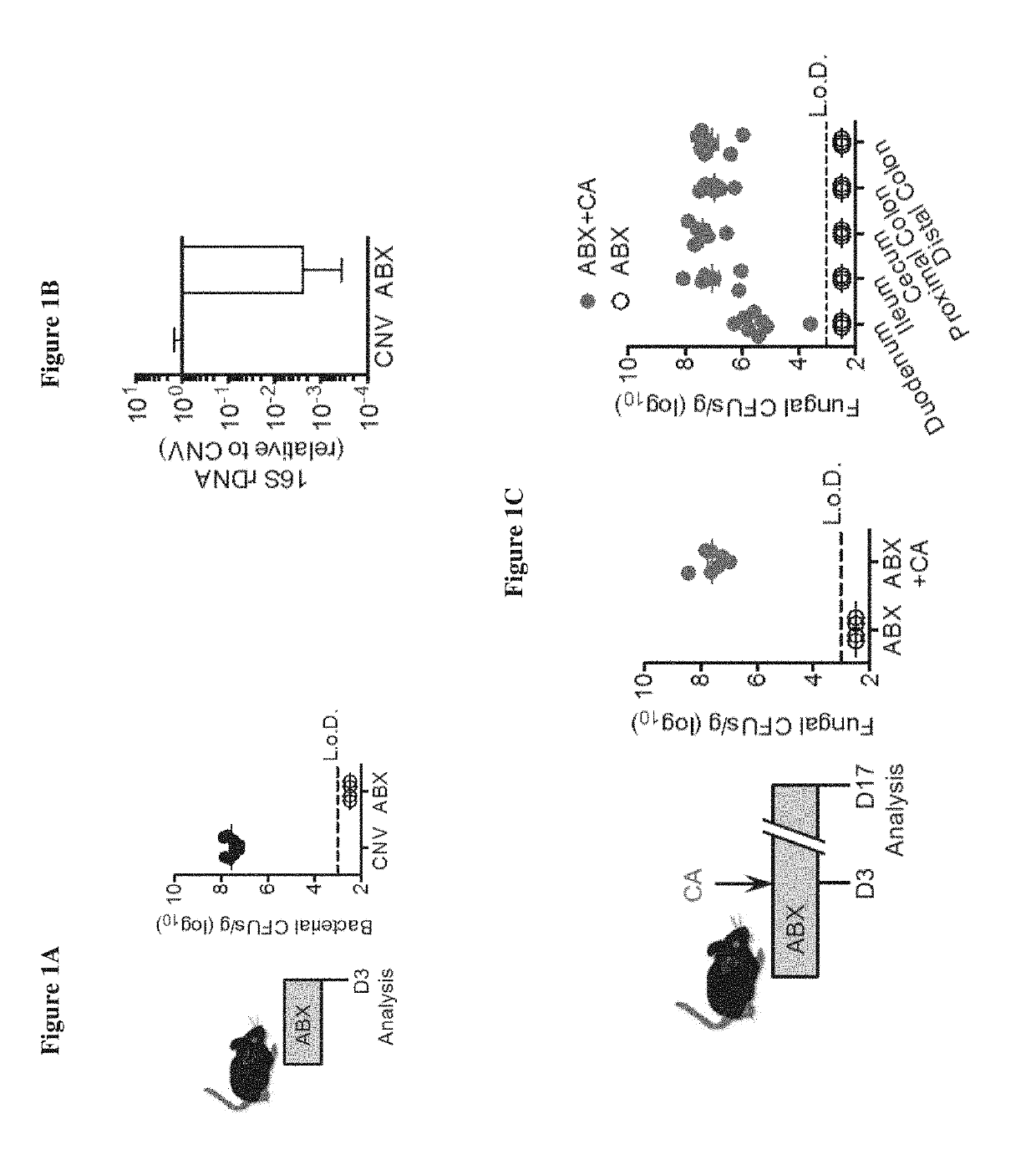 Commensal fungi and components thereof for use in modulating immune responses