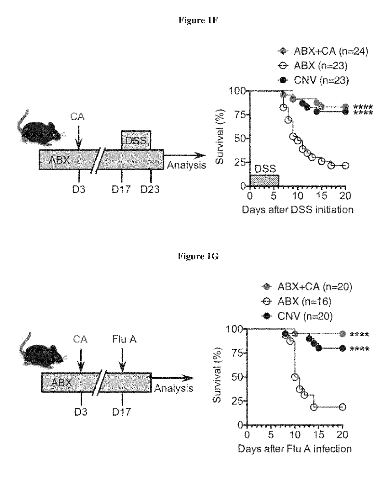 Commensal fungi and components thereof for use in modulating immune responses