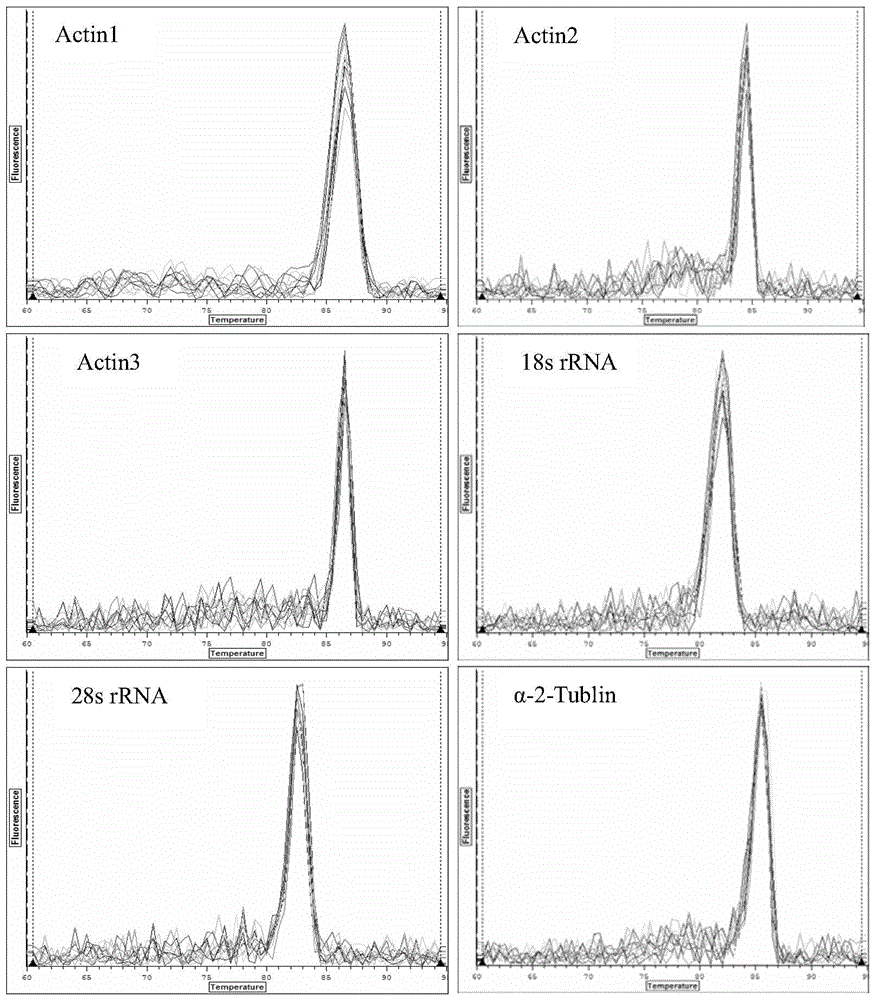 Screening method and application of internal reference genes of brown planthopper under high temperature stress