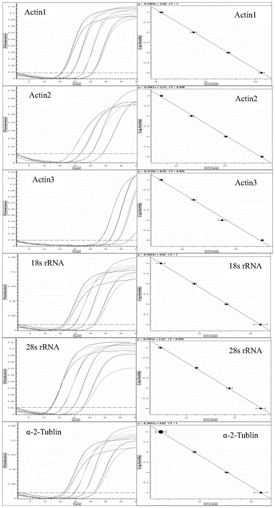 Screening method and application of internal reference genes of brown planthopper under high temperature stress