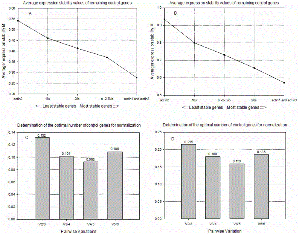 Screening method and application of internal reference genes of brown planthopper under high temperature stress