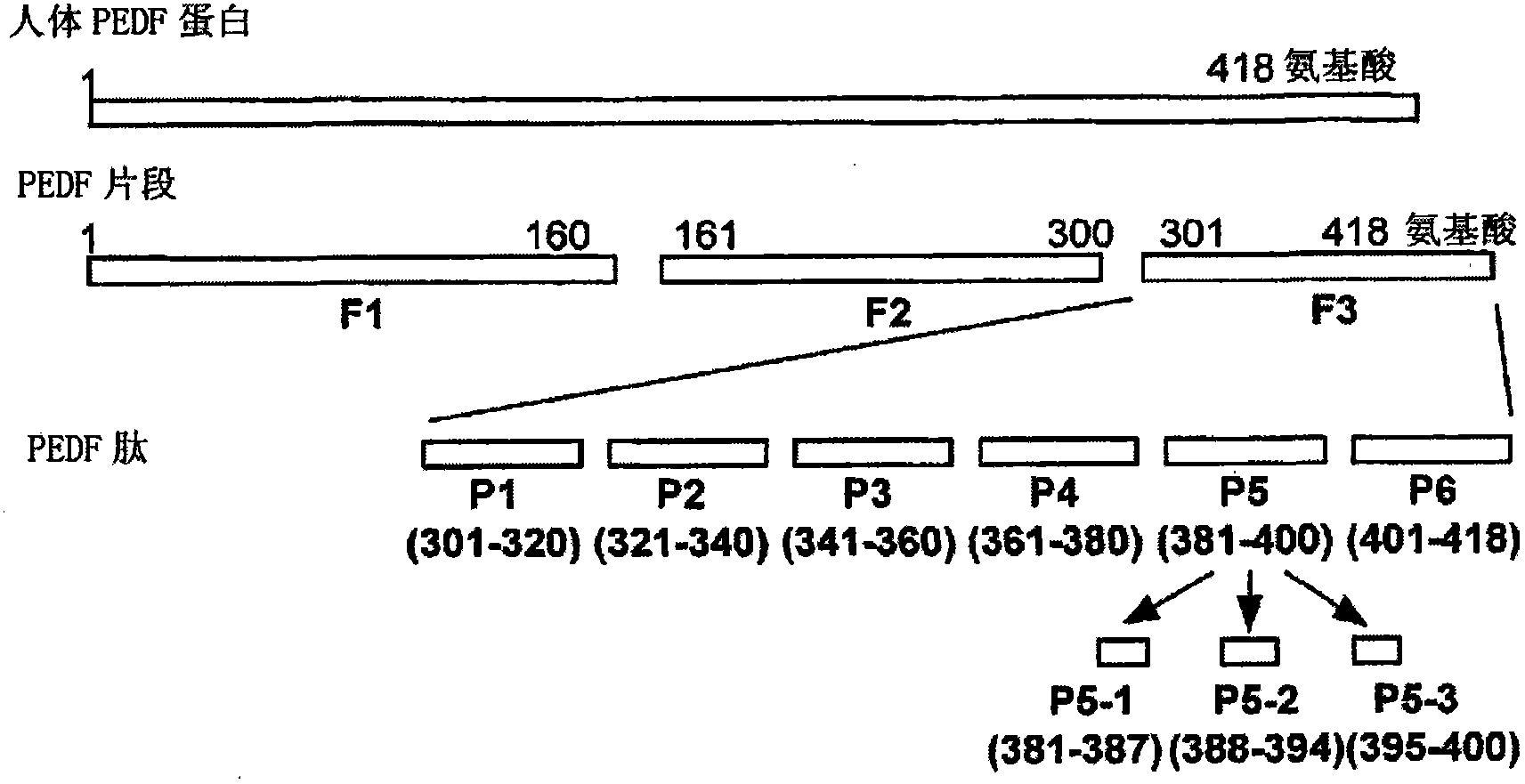 Polypeptide and pharmaceutical composition containing the polypeptide