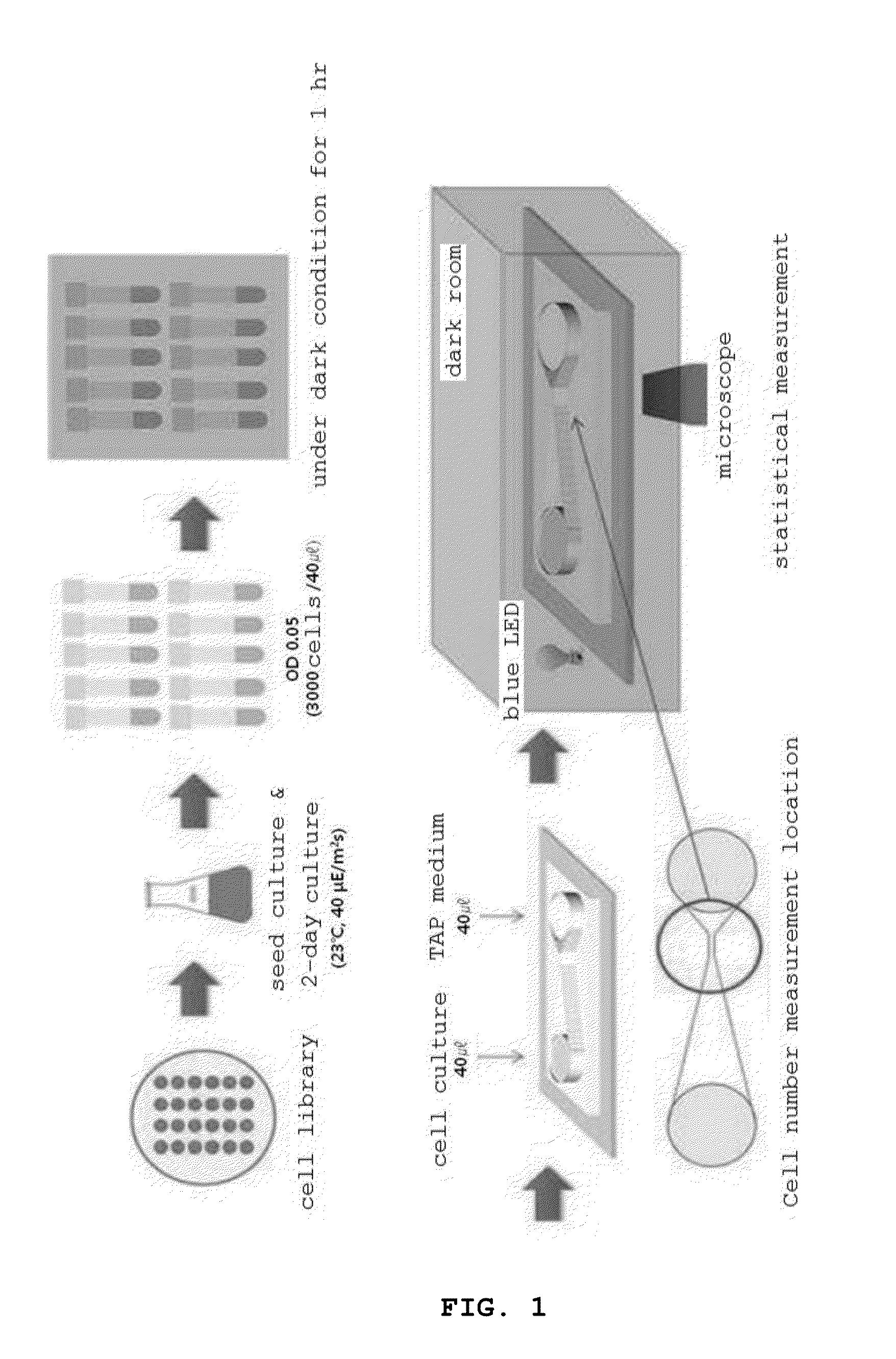 Discrimination method for mutation-induced unicellular organism and microfluidic device used therefor