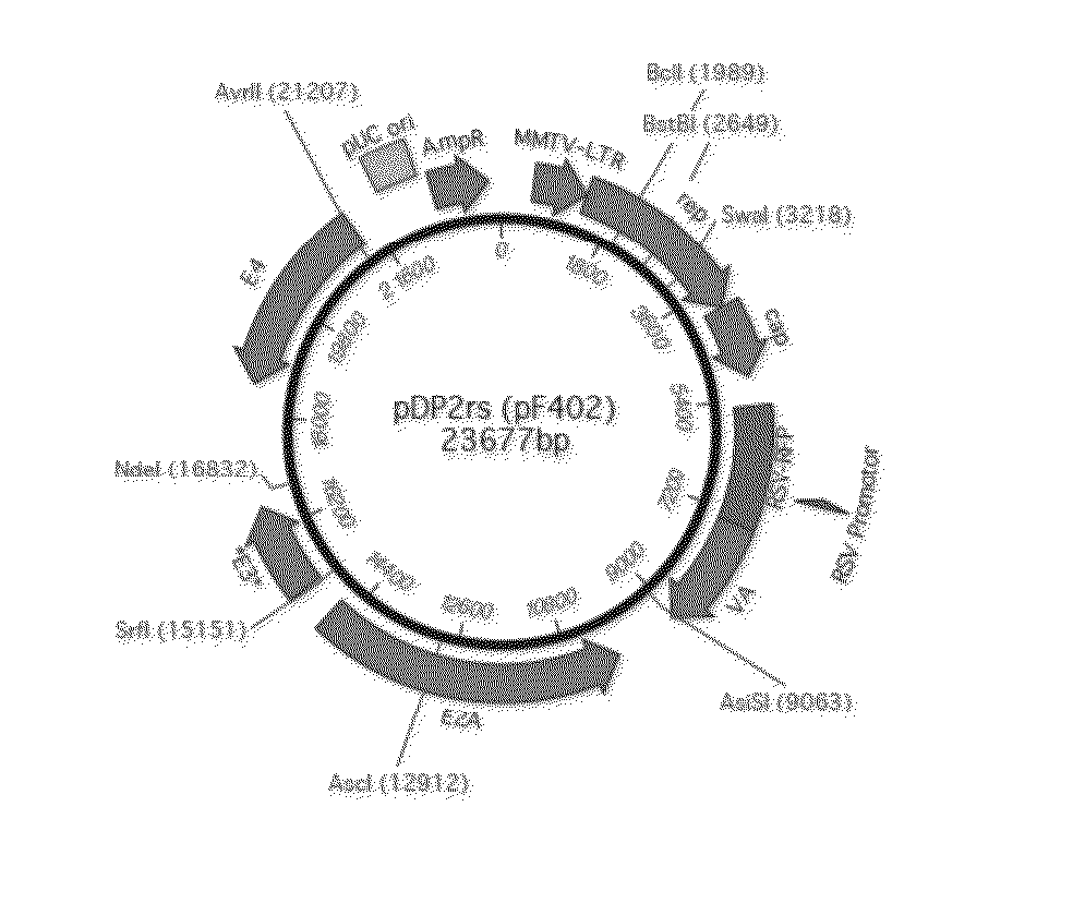 Minicircles with viral expression cassettes and their use in the transformation of cells for generating recombinant virus or viral gene vectors