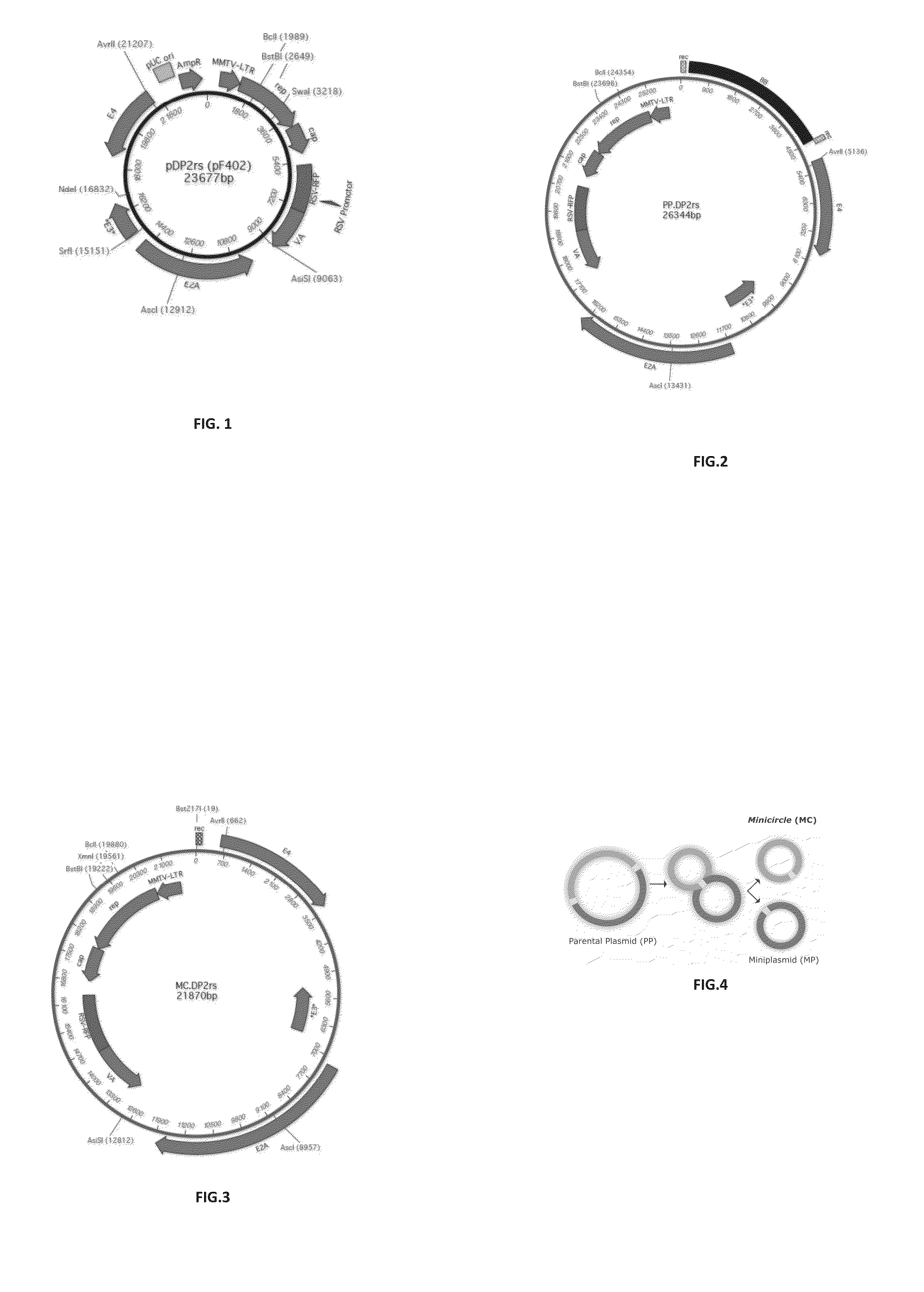 Minicircles with viral expression cassettes and their use in the transformation of cells for generating recombinant virus or viral gene vectors