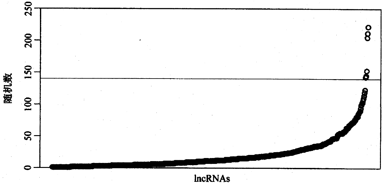 Application of lncRNA in preparation of products for predicting prognosis of head and neck squamous cell carcinoma