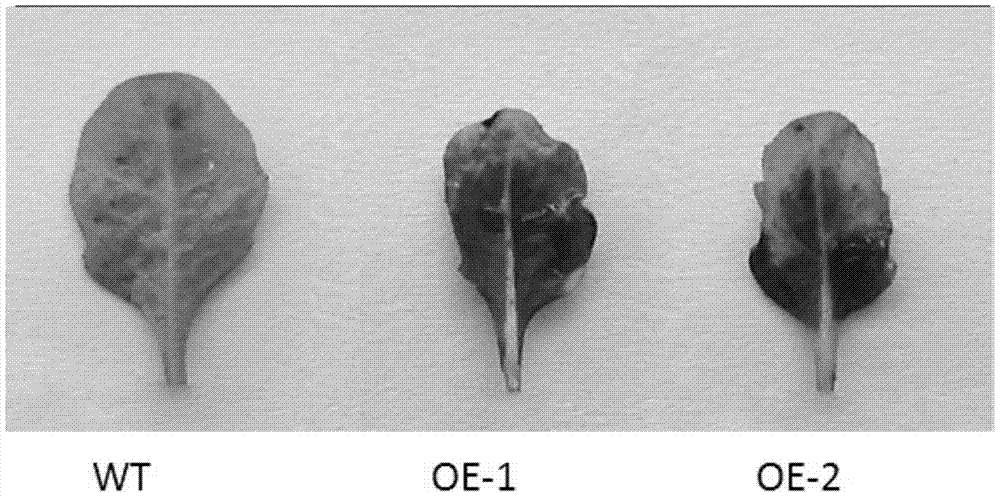 Application of Arabidopsis thaliana glycosyltransferase gene ugt76d1 in reducing plant surface wax