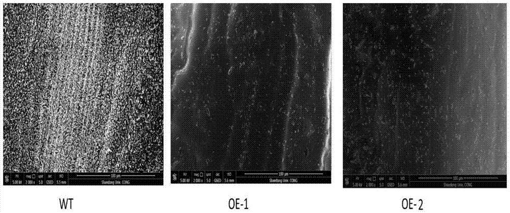 Application of Arabidopsis thaliana glycosyltransferase gene ugt76d1 in reducing plant surface wax