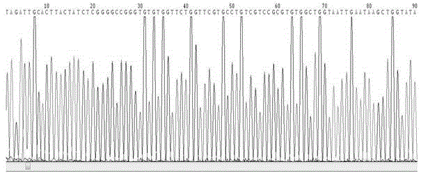 Early gastric adenocarcinoma primary cells single-stranded DNA aptamer and preparation method thereof