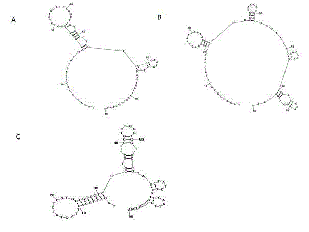 Early gastric adenocarcinoma primary cells single-stranded DNA aptamer and preparation method thereof