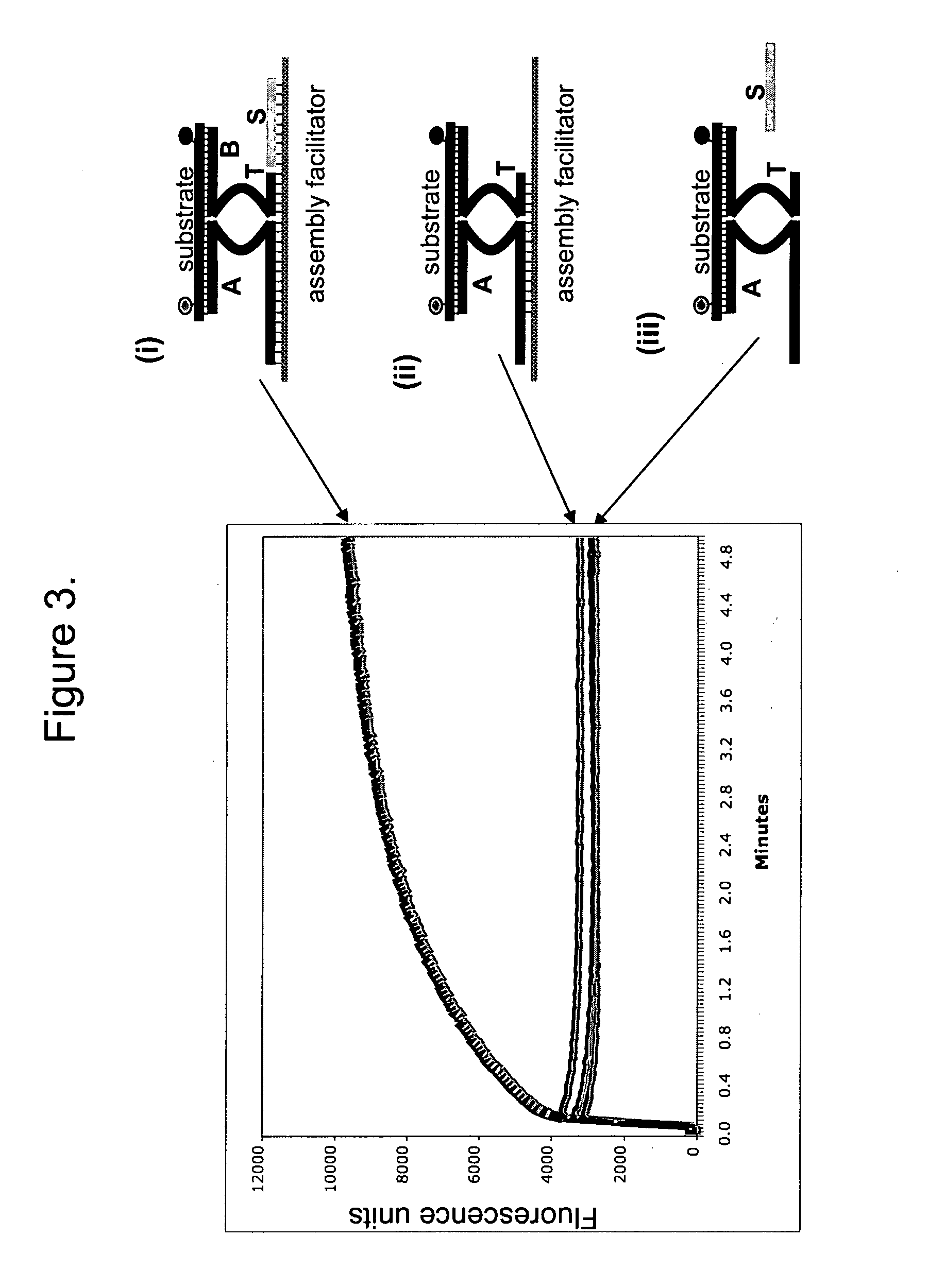 Nucleic acid enzymes and complexes and methods for their use
