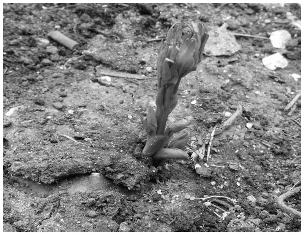 A kind of mulberry cultivation method under red peony soil