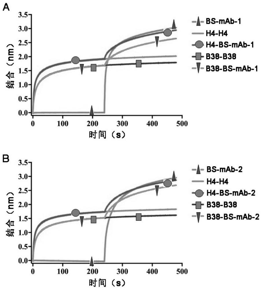 Bispecific antibody for resisting novel coronavirus and application of bispecific antibody