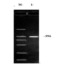 Method for obtaining polyclonal antibody of sheep independent growth factor 1B