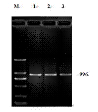 Method for obtaining polyclonal antibody of sheep independent growth factor 1B