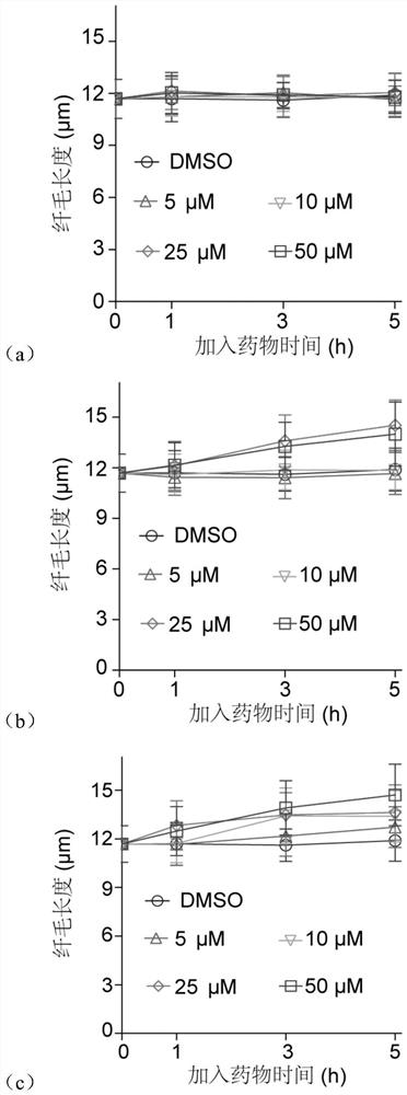 Application of paclitaxel or analogue thereof in inhibition of cilia depolymerization