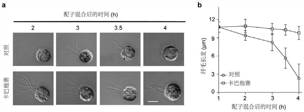 Application of paclitaxel or analogue thereof in inhibition of cilia depolymerization