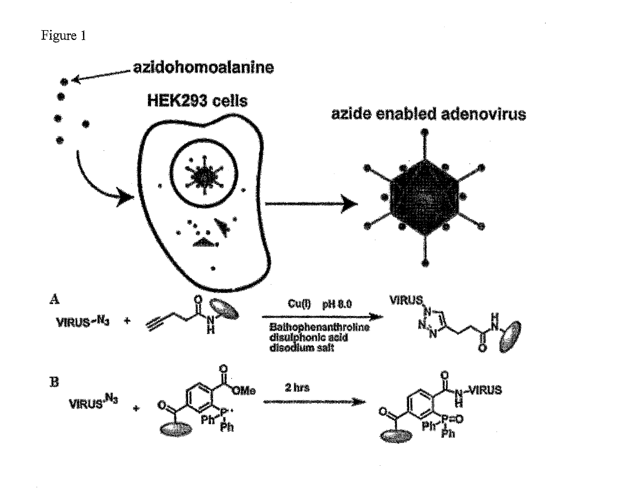 Viruses modified with unnatural moieties and methods of use thereof