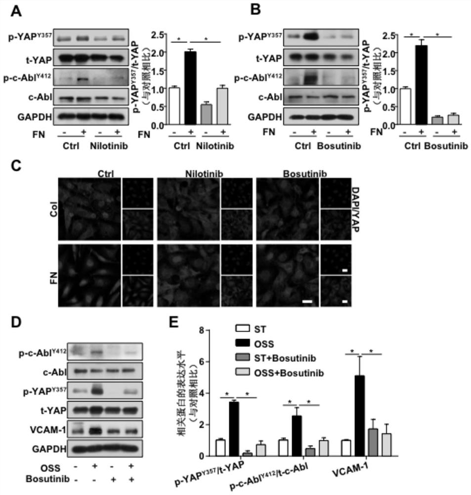 Application of substances that inhibit phosphorylation of 357th tyrosine residue of yap protein in preventing atherosclerosis