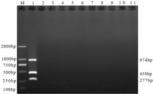 Multiple RT-PCR (reverse transcription-polymerase chain reaction) detection primer group and kit for rapidly distinguishing PEDV (porcine epidemic diarrhea virus), TEGV (porcine transmissible gastroenteritis) and PReoV (porcine reovirus)