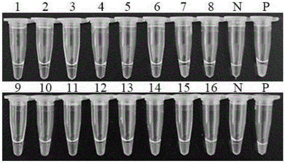 Loop-mediated isothermal amplification (LAMP) method based on cercaria-stage gene of schistosoma japonicum katsurada
