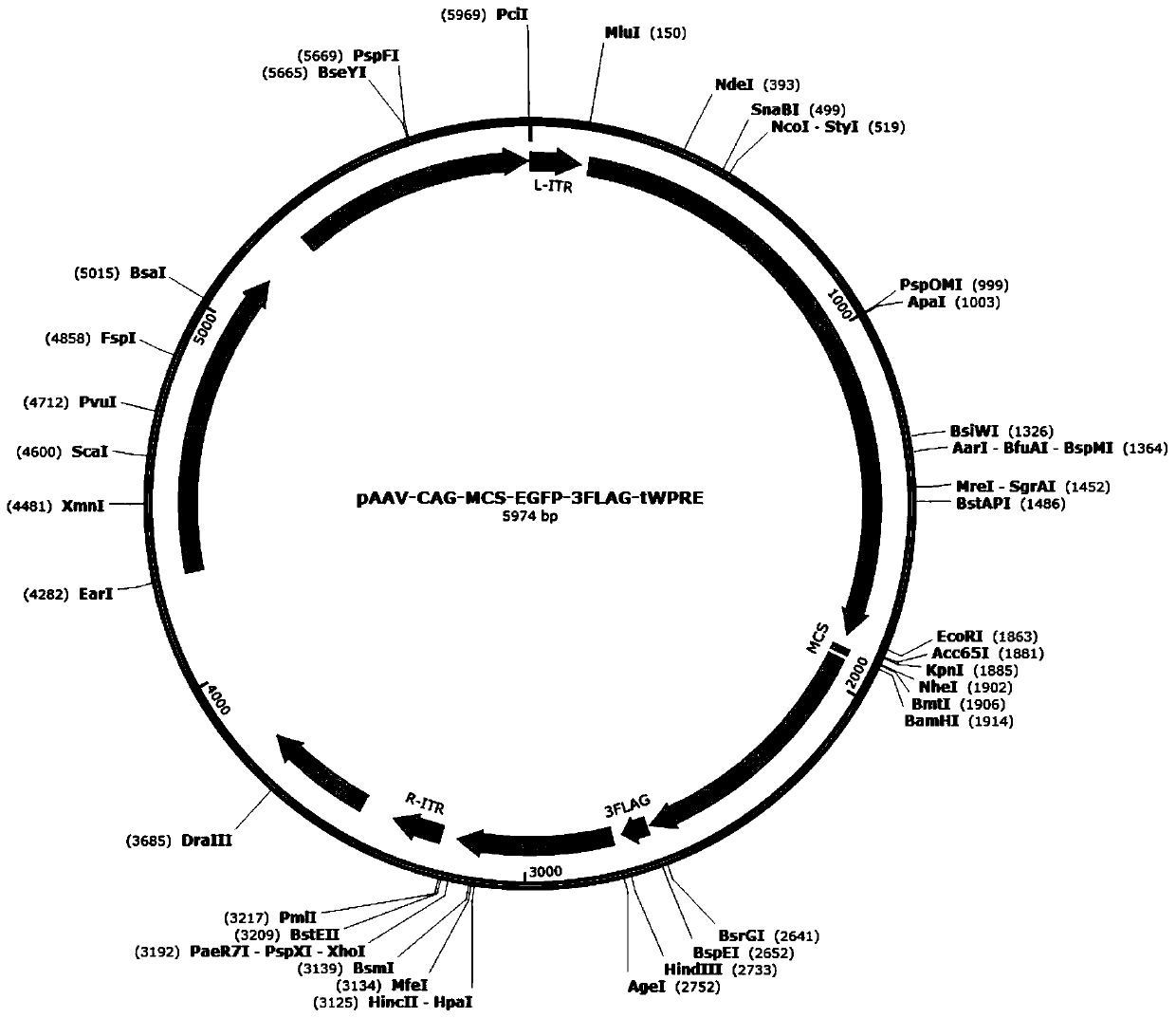 Nucleotide sequence tWPRE and gene expression vector and application thereof