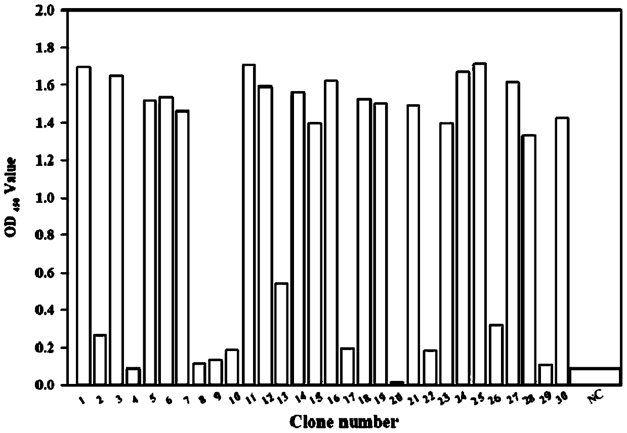 staphylococcus-aureus-enterotoxin-b-nano-antibody-b6-application-and