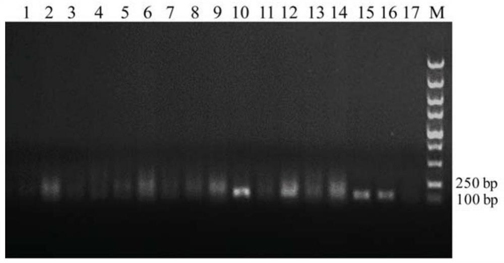 Reagents for detecting tamde virus and their applications