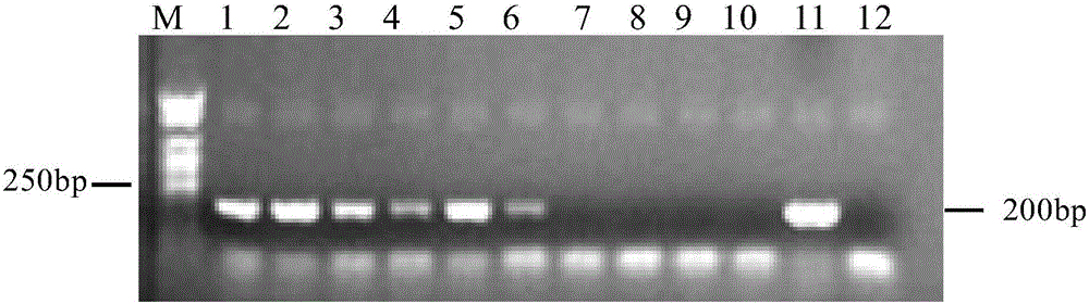 Cloning and application of tomato ATG8f gene