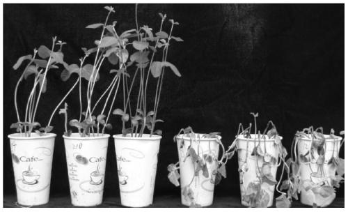 Molecular marker co-segregated with soybean blight resistance gene rpszs18 and its application