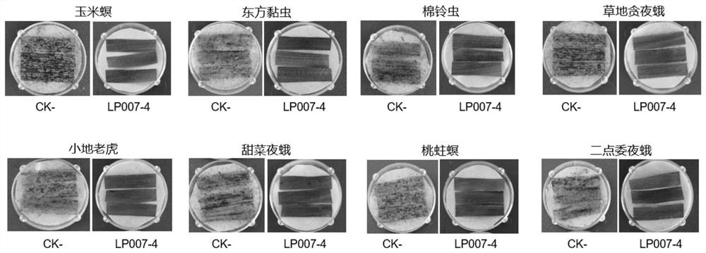 Transgenic maize event LP007-4 and detection method thereof