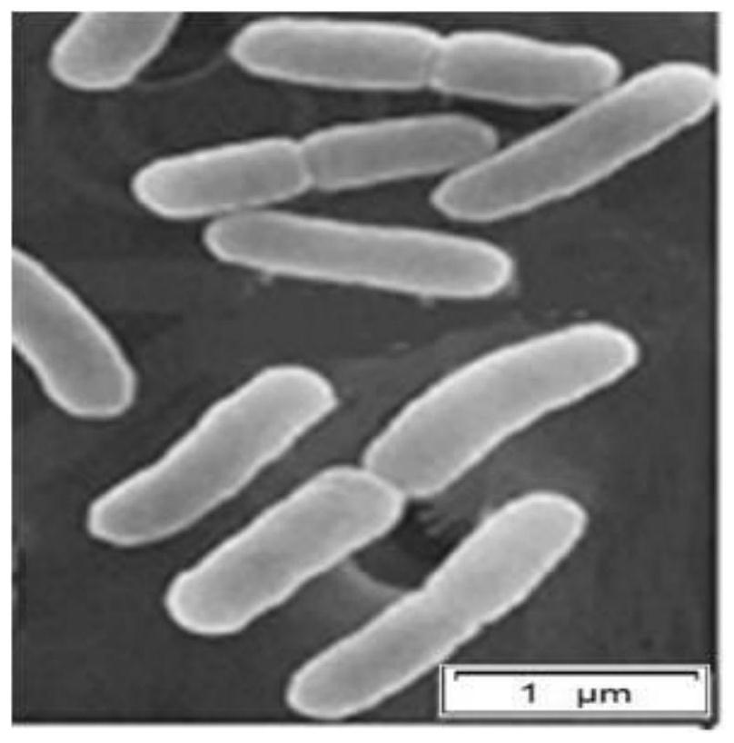 Salt-tolerant bacillus and application thereof