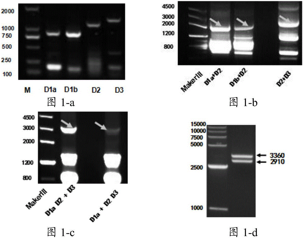 An expression vector and a Vero cell line expressing pig aminopeptidase N