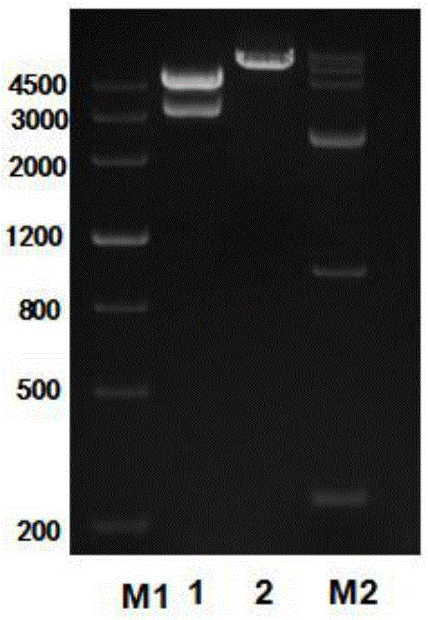 An expression vector and a Vero cell line expressing pig aminopeptidase N