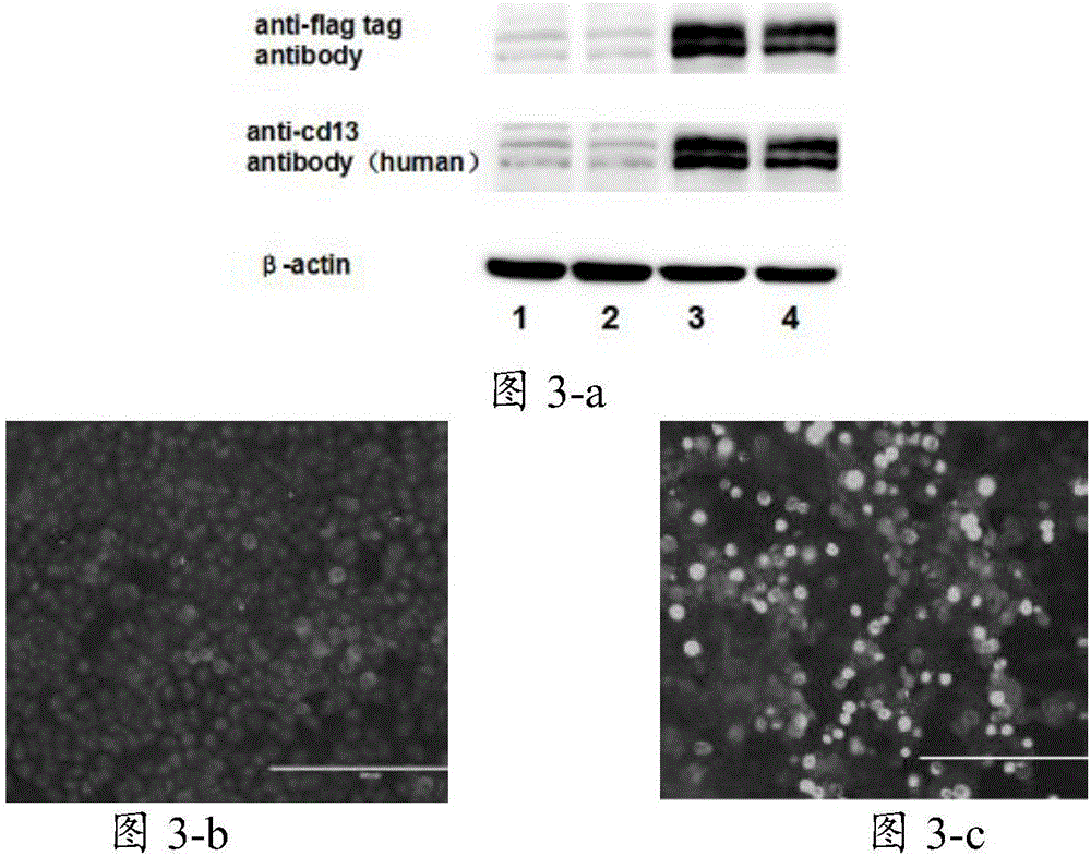An expression vector and a Vero cell line expressing pig aminopeptidase N