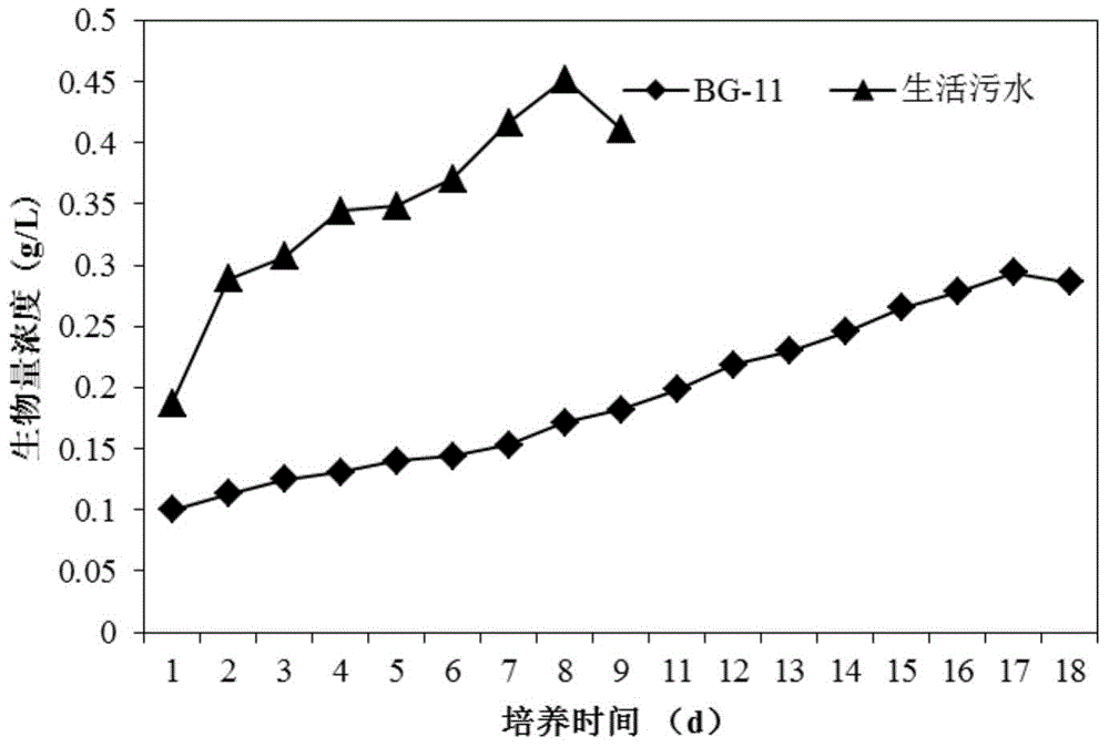 Scenedesmus bijuga capable of producing oil in high yield as well as screening and culture method and application thereof
