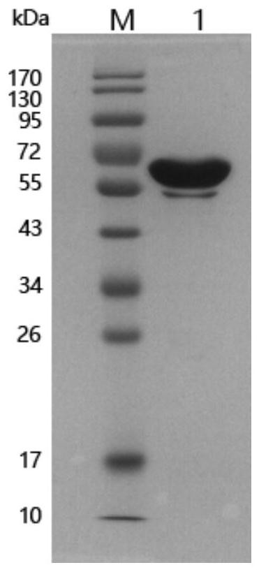Mycoplasma bovis secretory protein MbovP0145 and application thereof