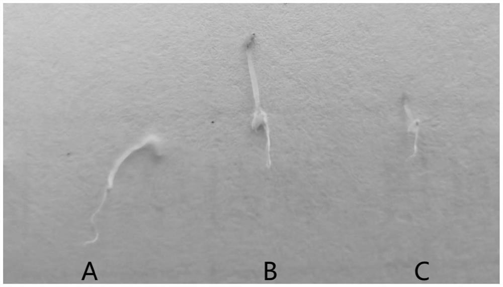 Method for increasing germination rate of blumea balsamifera seeds