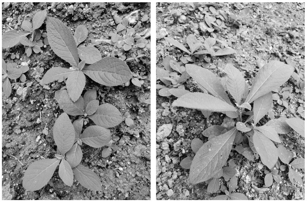 Method for increasing germination rate of blumea balsamifera seeds